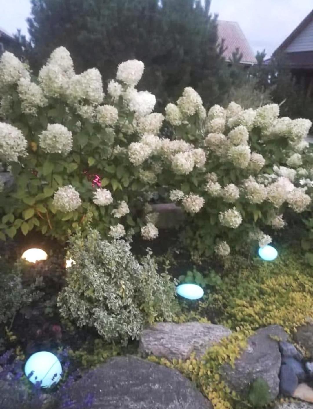 Dobilas Ir Jura Palanga Exteriör bild